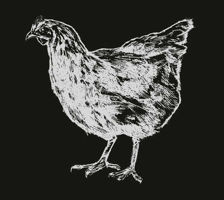 Hen, chicken sketch. Poultry farm, farming concept Vintage vector illustrationのイラスト素材