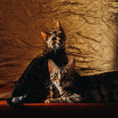 Two young bengal purebred cats on red backgroundの写真素材