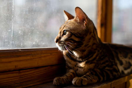 Cute charcoal bengal kitty cat laying on the cats window bed with elder gold bengal cat watching on...