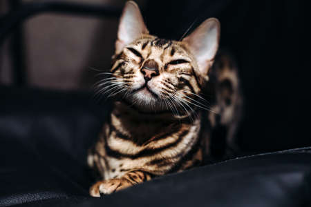 Beautiful and young kitten Bengali cat on a black background, smilesの写真素材