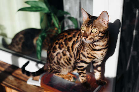 A Bengal cat sits in the interior. The Golden cat. Leopard cat.の写真素材