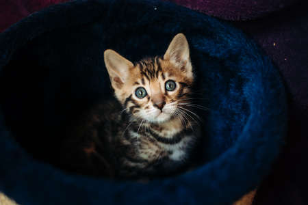 A playful Bengal kitten looks at the camera