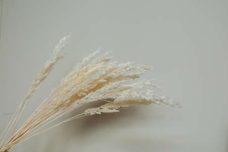 Close up bouquet of dry spikelets on pastel beige background.の写真素材