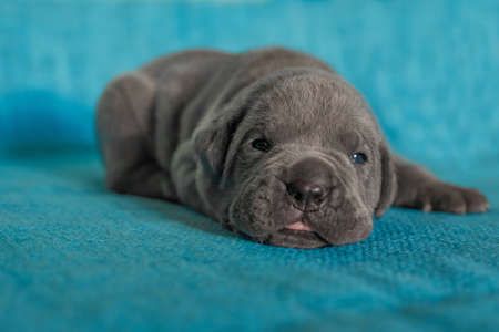 little gray puppy breed cane corso . Blue backgroundの写真素材