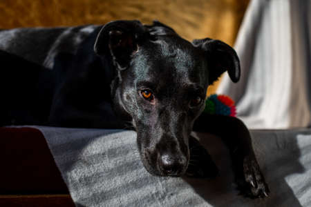 Close-up portrait of a black dog with drooping ears and brown eyes.の写真素材
