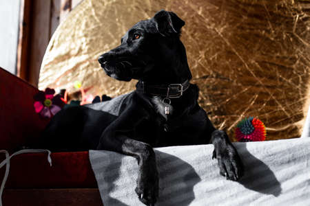 Close-up portrait of a black dog with drooping ears and brown eyesの写真素材