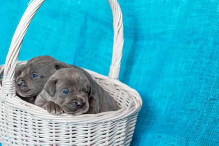 Cane Corso Italiano puppy. Blue backgroundの写真素材
