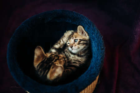 Two cute active Golden Bengal kittens play and fight on a purple background. Pedigreed cats .Toy for...