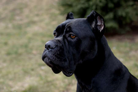 Portrait of stern Italian cane Corso sitting in the green lawn and looking to the distance