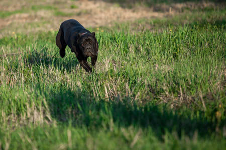 portrait of a black Italian Cane Corso in a park on a green lawn. Strength, power, muscle, dog. Sunny dayの写真素材