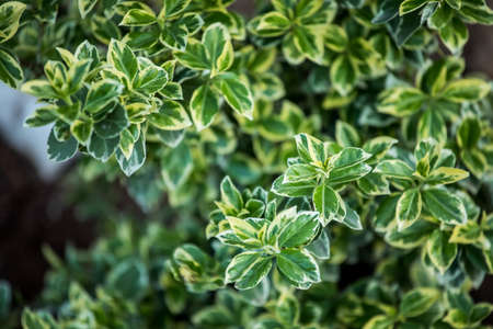 Beresklet is a genus of woody plants of the Bereskletovye family. A beautiful plant. close-up.