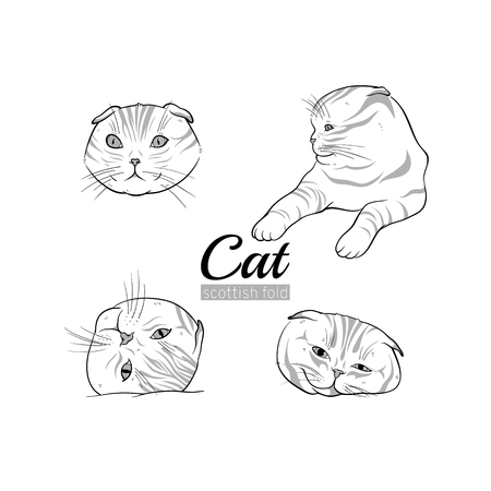 Set of vector illustrations of cats scottish fold breed.のイラスト素材