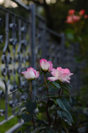 Pink and white roses with view of patterned fenceの写真素材