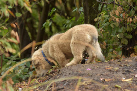 Image of white little puppy sniffing the ground and leaves