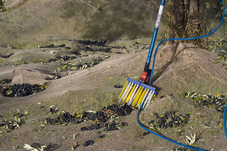 olive pickingの写真素材