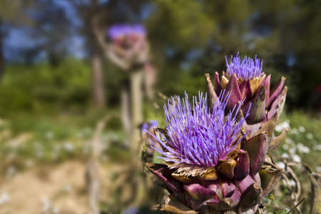 Enlarged view of a purple flower of artichoke in full sunの写真素材