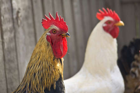Two cocks in a hen house