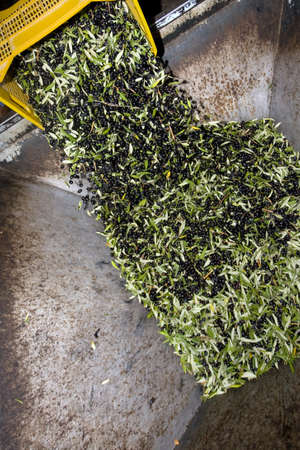 hopper to the grinding of the olives for the production of
