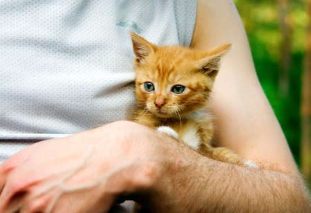 Man's arms holding little red kitten の写真素材