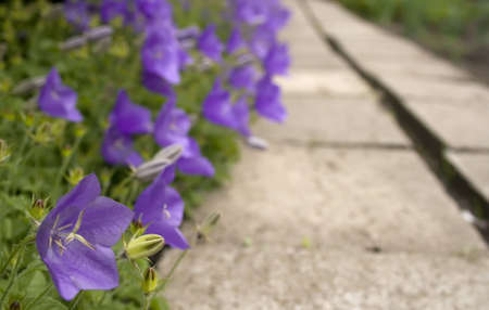 purple campanula on a front or back yardの写真素材