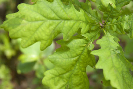 close-up green oak leaves
