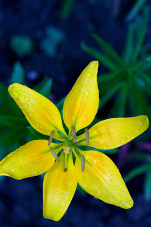 close-up photo of beautiful yellow lilyの写真素材