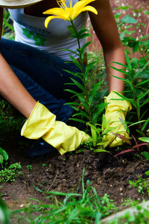 a person in gloves working in the garden with yellow lilyの写真素材