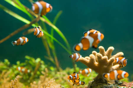 a group of beautiful clownfish swimming in aquariumの写真素材