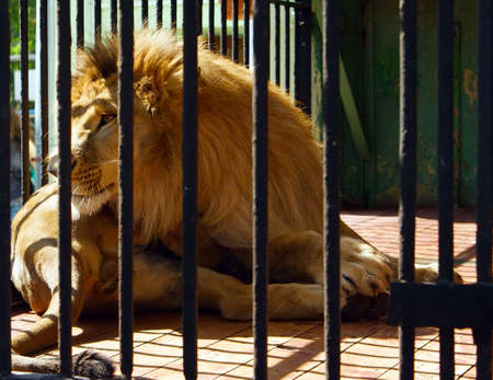 big lion lying in the cage in the zooの写真素材