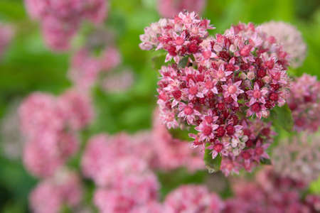 close-up photo of beautiful pink and red phloxの写真素材