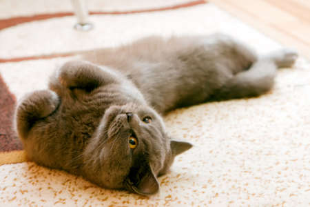 lying grey brittish cat looking somewhereの写真素材