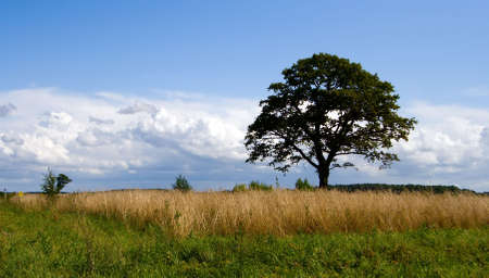 view of a tranquil field with lonely big treeの写真素材