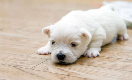 close-up cute west highland white terrier puppyの写真素材