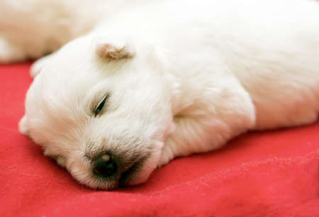 close-up sleeping west highland white terrier puppyの写真素材