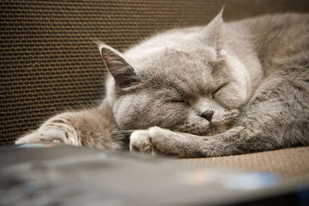 close-up british female cat, lying on a coach and sleepingの写真素材