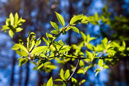 close-up elm leaves against the sunlightの写真素材
