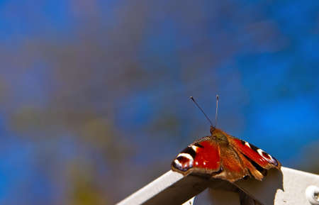 close-up orange butterfly, it is ready to flyの写真素材
