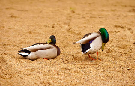 close-up two ducks - drakes, on a sandの写真素材