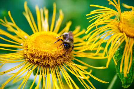 close-up bee pollinating yellow sunflowerの写真素材