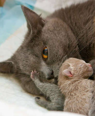 close-up british cat lying with its newborn little kittensの写真素材