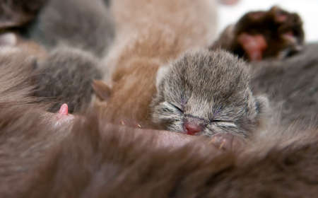 close-up newborn british kitten eating and sleeping の写真素材