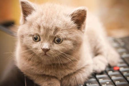 close-up little british lilac kitten lying on a laptopの写真素材