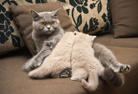 british grey cat with orange eyes feeding its kittensの写真素材