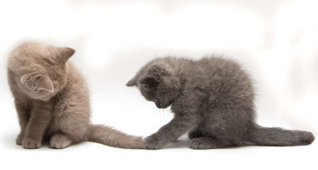 two playing british kittens - lilac and grey, isolated on white background