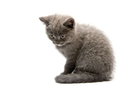 little grey british kitten isolated on white backgroundの写真素材