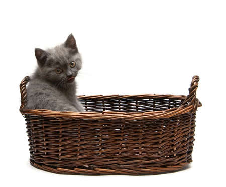 grey british kitten showing his tongue, isolated on white backgroundの写真素材