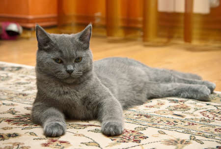 grey british kitten lying on a carpetの写真素材