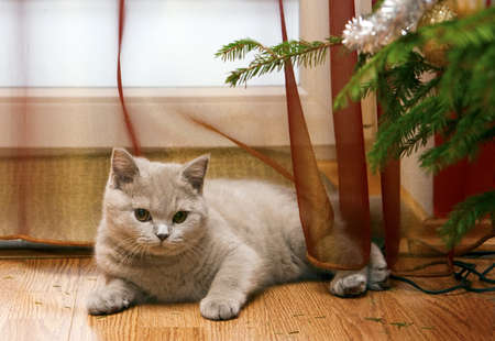 british lilac kitten lying on a floorの写真素材