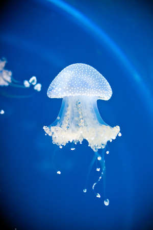 Jellyfish in aquarium with blue waterの写真素材