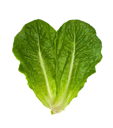 two leaves of green romaine salad, isolated on white backgroundの写真素材
